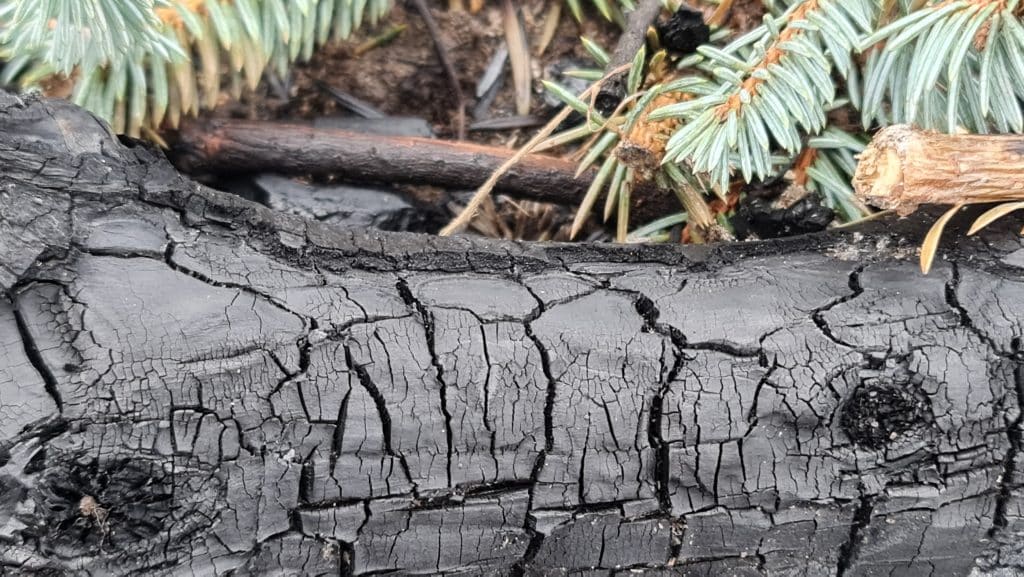 Verbrannter Baumstamm mit Tannenzweigen im Hintergrund.