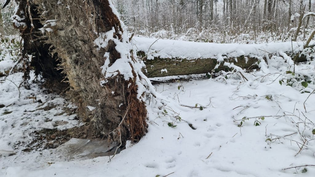 Umgestürzter schneebedeckter Baum im winterlichen Wald.